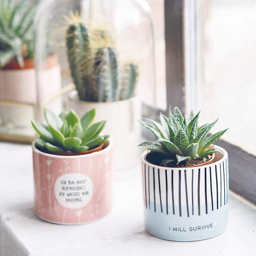 Graphic Workshop small flower pot | mini decorative pot with paper plant | ceramic
